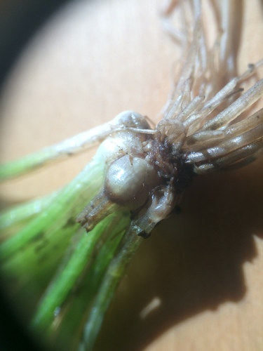 Image of Isoetes septentrionalis by no rights reserved