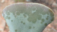 Adromischus triflorus