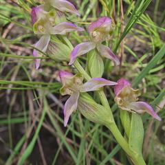 Disperis concinna
