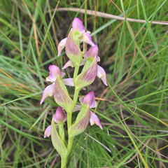 Disperis concinna