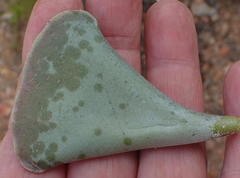 Adromischus triflorus