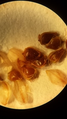 Eleocharis engelmannii