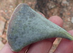 Adromischus triflorus