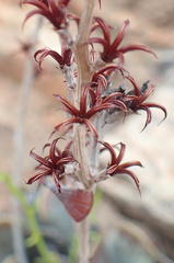 Adromischus triflorus