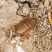 Myrmecophilus - Photo (c) Ken-ichi Ueda, some rights reserved (CC BY)