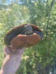 Chrysemys picta marginata