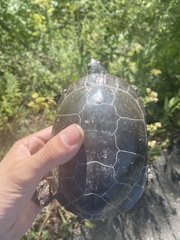 Chrysemys picta marginata