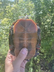 Chrysemys picta marginata