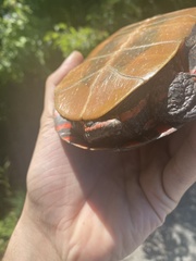 Chrysemys picta marginata