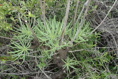 Tylecodon cacalioides