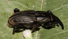 Sphenophorus pertinax