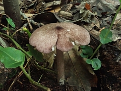 Entoloma violaceum