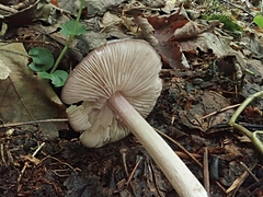 Entoloma violaceum