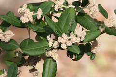 Spyridium globulosum