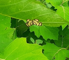 Baeotis zonata zonata