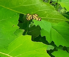 Baeotis zonata zonata