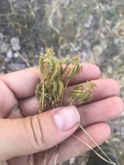 Acalypha neomexicana