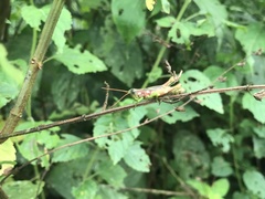 Syntomacris guttulosa