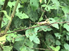 Syntomacris guttulosa