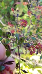 Vaccinium meridionale