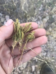 Acalypha neomexicana