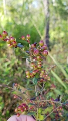 Vaccinium meridionale