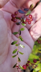 Vaccinium meridionale
