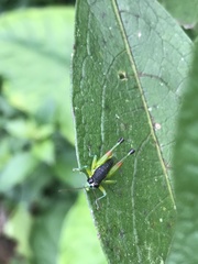 Liebermannacris dorsualis