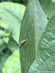 Liebermannacris dorsualis