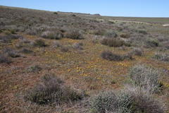 Romulea tortuosa aurea