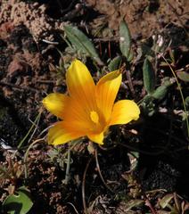 Romulea tortuosa aurea