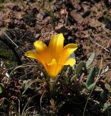 Romulea tortuosa aurea