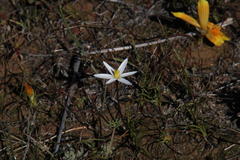 Pauridia serrata albiflora