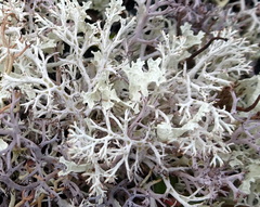 Cladonia stygia