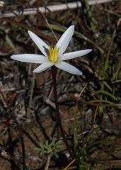 Pauridia serrata albiflora