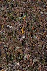 Pauridia serrata albiflora