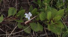 Dyschoriste burchellii