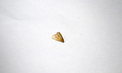 Chilozela trapeziana