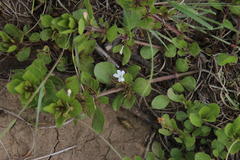 Dyschoriste burchellii