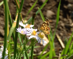 Phyciodes pulchella camillus