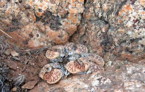 Mesembryanthemum karasmontanum Dinter & Schwantes