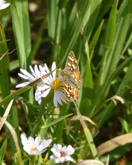 Phyciodes pulchella camillus