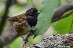 Pipilo maculatus macronyx