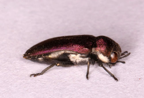 Genus Meliboeus · iNaturalist