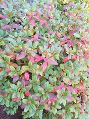 Rhododendron × hybridum