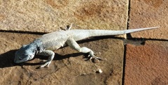 Sauria