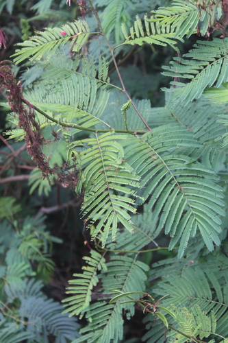 Calliandra image