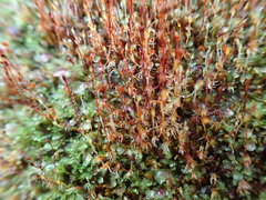 Dicranella rufescens