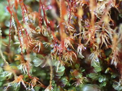 Dicranella rufescens