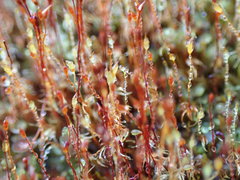 Dicranella rufescens